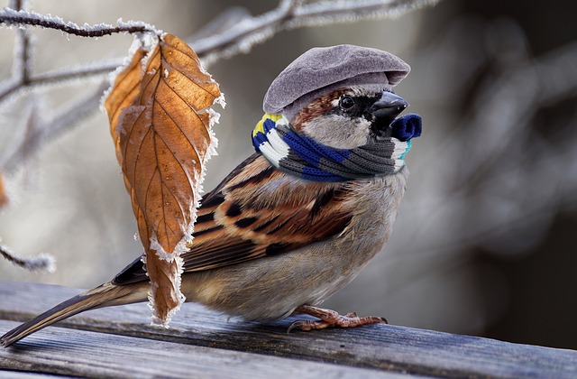 Sparrow in Hat & Scarf